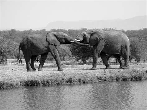 Camp Jabulani, Elephant safari in South Africa | Favorite places, Africa, Elephant