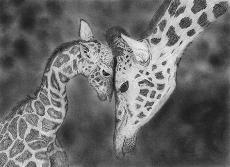 Mother And Baby Giraffes Drawing Drawing by James Schultz