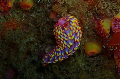 Weird looking rainbow sea slug spotted off Cornwall for first time ever ...