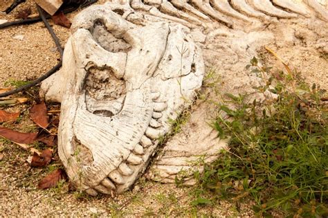 Os De Dinosaure Dans Le Style En Gros Plan Image stock - Image du mort, antique: 64178141