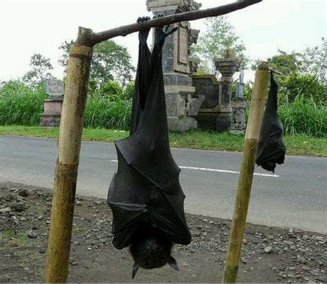 The Picture of This Human-Sized-Bat Surfacing The Internet Is Actually Real