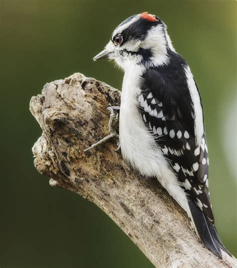 Downy Woodpecker