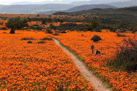 The Complete Guide to seeing the Flowers in Namaqualand, South Africa - The Happy Traveller