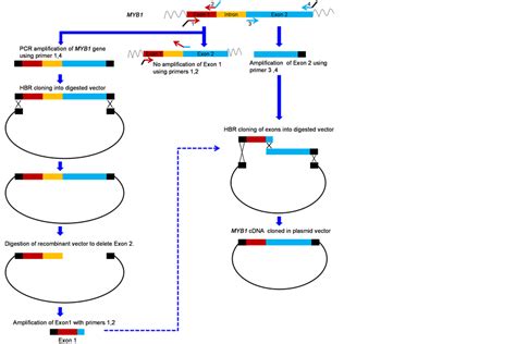 A method to synthesize cDNA constructs by homology based recombination cloning