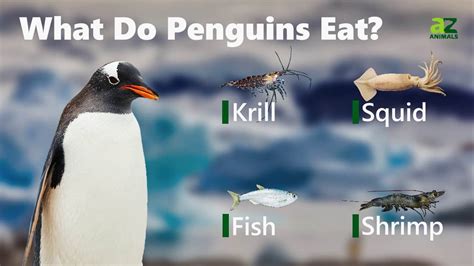 What Do Penguins Eat? - A-Z Animals