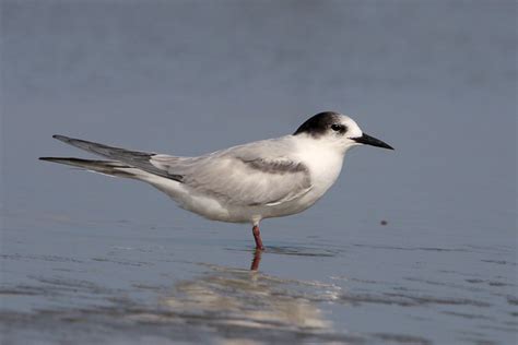 Beak of the Week – Common Tern – Houston AuduBlog