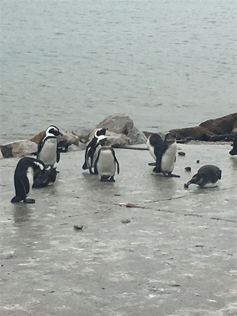 Penguins, Betty's Bay, South Africa - The Guestbooks