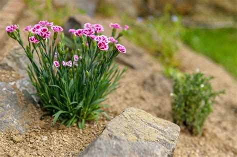 Small rock garden ideas: 17 ways with alpine plants, succulents, water features and more ...