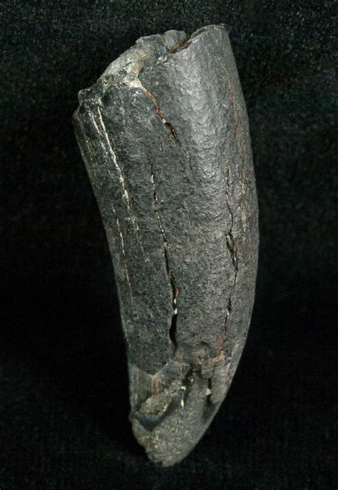 Miocene Aged Fossil Whale Tooth - 1.62" For Sale (#5659) - FossilEra.com