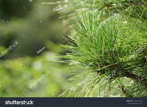 Black Pine Japanese Black Pine Pinus Stock Photo 1132471406 | Shutterstock