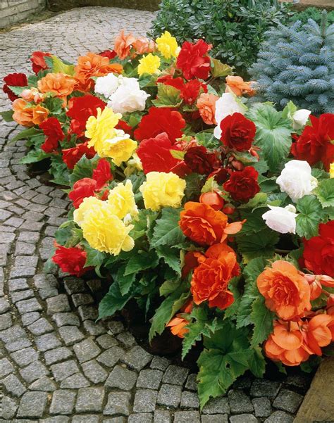 Cuidados com a planta Begonia x tuberhybrida ou Begonia tuberosa - Noticias De Jardim