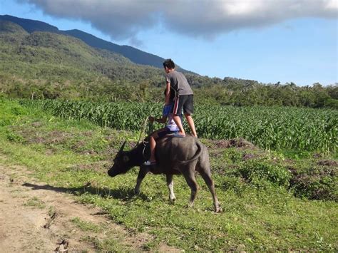 Philippine Farm Animals