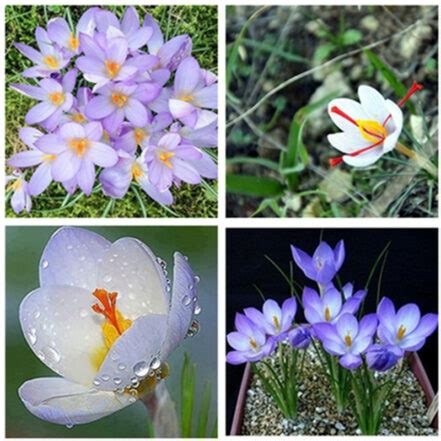 Saffron Crocus Flower Seeds 100pcs - BestSeedsOnline.com - Free ...