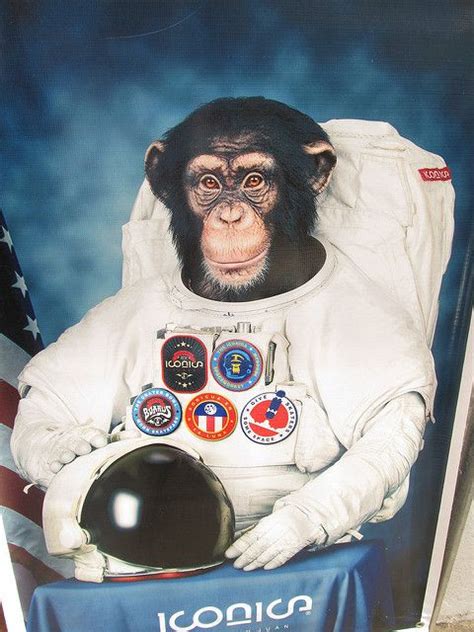 Ham First Chimpanzee in Space | FIRST MONKEY IN SPACE | First monkey in space, Monkey in space ...