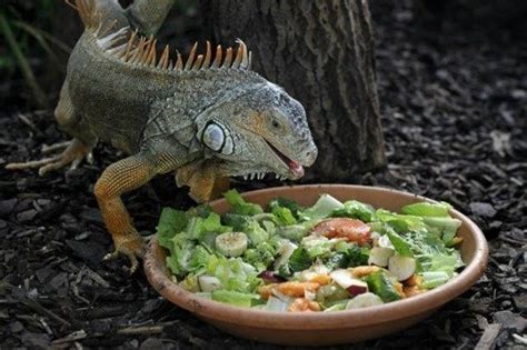 Best Foods For Iguana - Iguana Feeding Guide | MyPetCareJoy