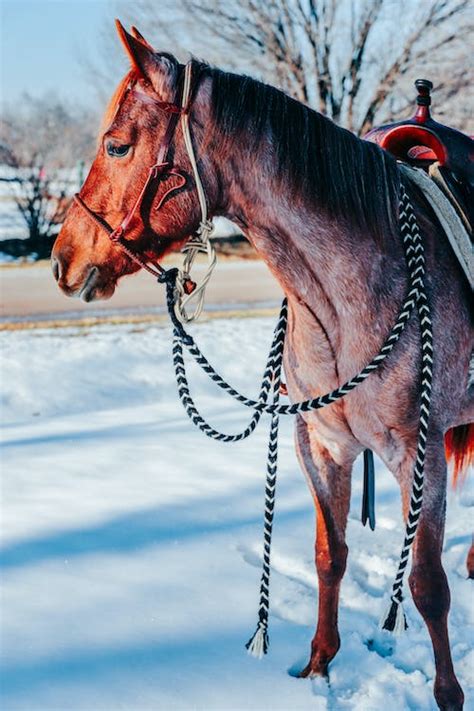 Brown Horse on Snow Covered Ground · Free Stock Photo