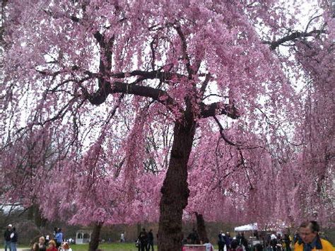 Trees in the City: Cherry Blossom Trees