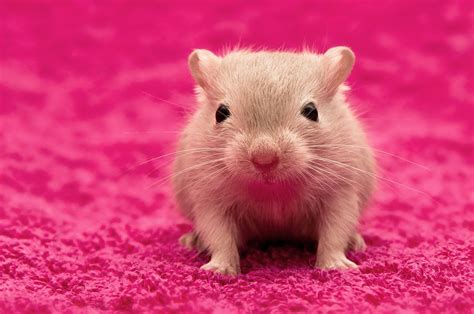 Baby mouse on pink background | Cute hamsters, Cute animals, Gerbil