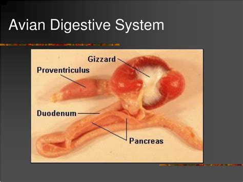 PPT - Avian Digestive System PowerPoint Presentation, free download ...