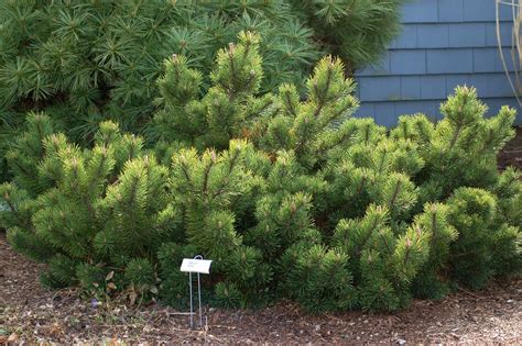 Mugo Pine Trees: Select 'Mops' for a Dwarf Cultivar