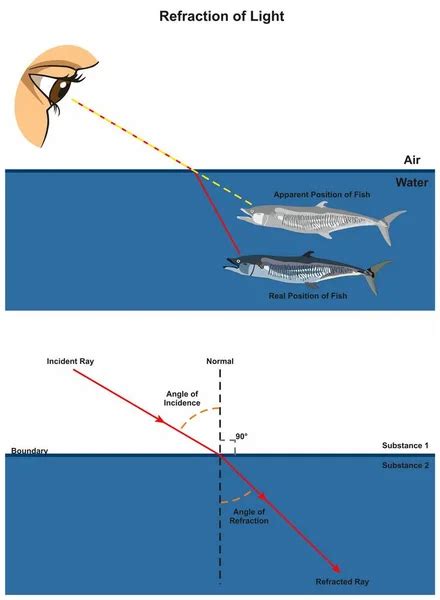 Refraction of Light infographic diagram with an example of human eye ...