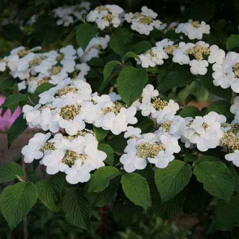 Gardens Alive! Shasta Doublefile Viburnum Dormant Plant-76523 - The Home Depot