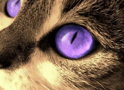 eye purple | Cats, Cats and kittens, Cool cats