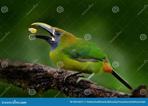 Blue-throated Toucanet, Aulacorhynchus Prasinus, Detail Portrait of Green Toucan Bird, Nature ...