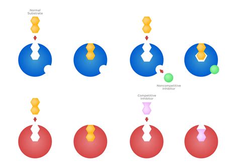 Why are certain drugs called enzyme inhibitors?