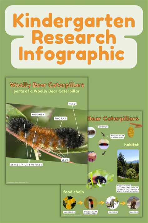 Woolly Bear Caterpillars: Life Cycle & more | Early Reader Infographic ...