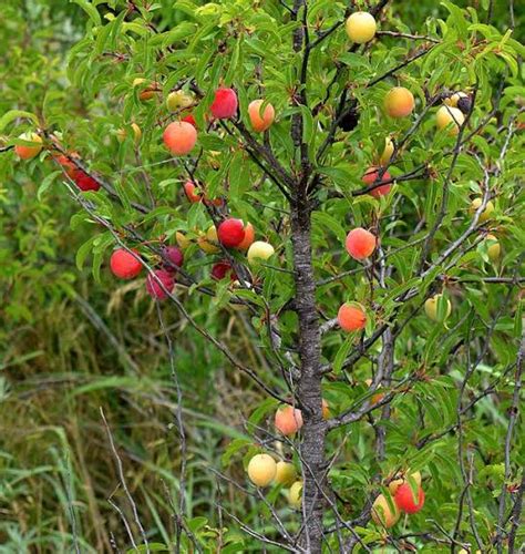 23 Top Types of Plum Trees - ProGardenTips