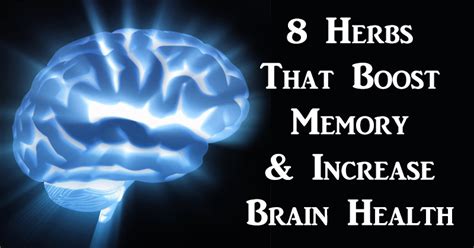 8 Herbs That Boost Memory & Increase Brain Health - David Avocado Wolfe