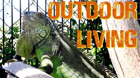 Outdoor Iguana Enclosure (Juvenile) - YouTube