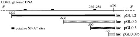 Schematic representation of the 1.2-kb human CD40L promoter region and... | Download Scientific ...