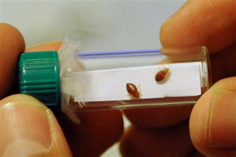 With France freaking out, South Korea ramps up bedbug control after suspected infestations | News24