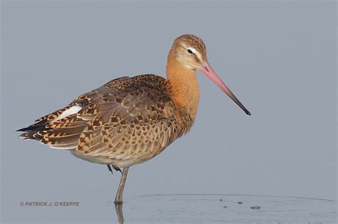 Raw Birds: BLACK TAILED GODWIT (Limosa limosa subspecies. L .l. islandica) juvenile at the Horse ...