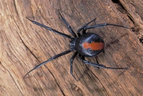 The venomous spiders of Australia