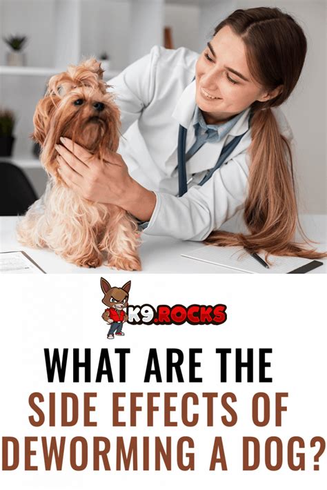 What Are the Side Effects of Deworming a Dog? - K9 Rocks