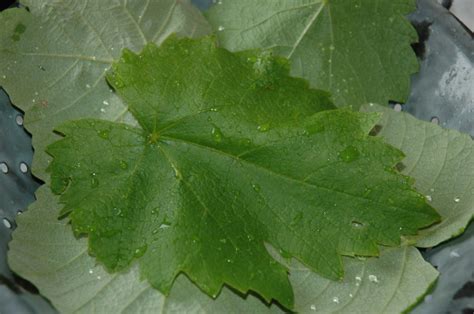 Grape Leaves-Canning Recipe Recipe - Food.com