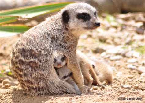 The Most Adorable Baby Meerkat Photos Ever Put Online (20 pics) - Izismile.com