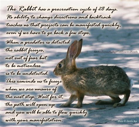 The Rabbit teaches to tune in to the surroundings, retrace steps when necessary, take leaps and ...