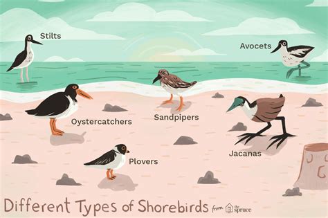 Learn shorebirds and other beach birds, including how each is different but still a shorebird ...