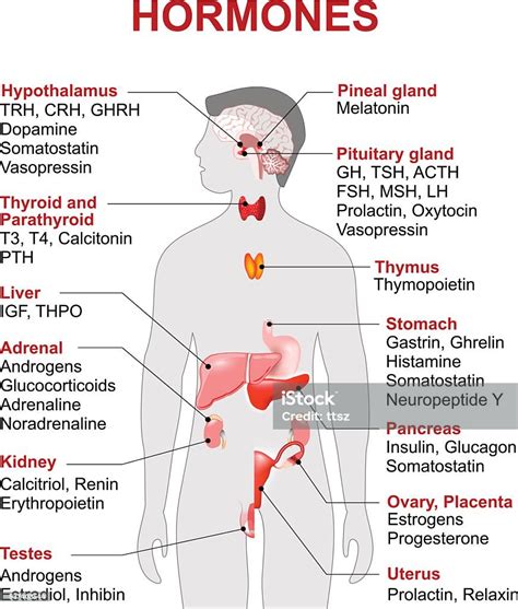 Endocrine Gland And Hormones Stock Illustration - Download Image Now - iStock