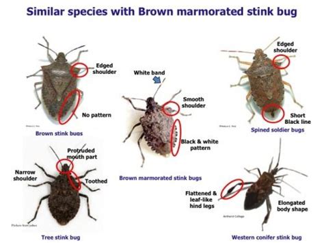 Stink bugs, Brown marmorated stink bug, Beneficial bugs