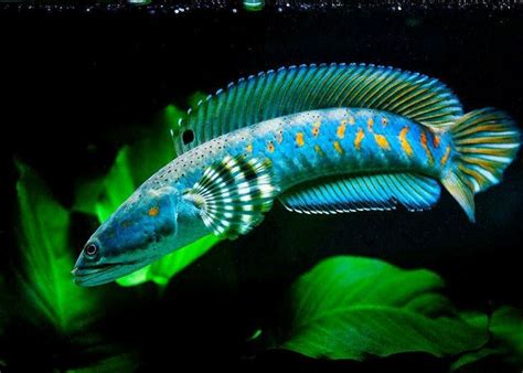 Channa pulchra | Aquarium fish, Snakehead fish, Freshwater fish