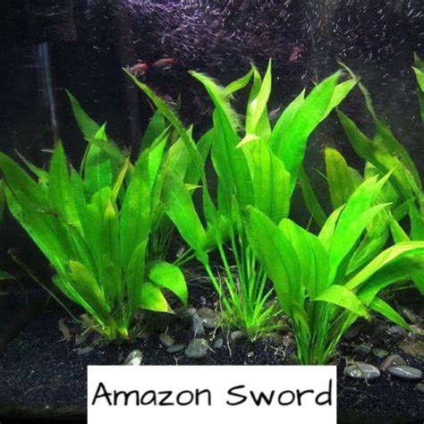 Amazon Sword Aquatic Plants for Aquarium Aquascape | Shopee Philippines