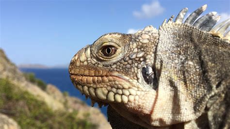 Enacting a new regional recovery plan for the Lesser Antillean iguana ...