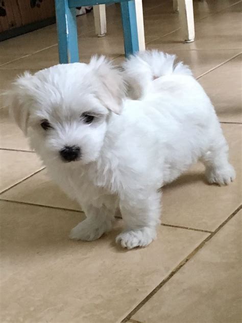 √√ Maltese Puppies Colorado USA - Buy Puppy In Your Area