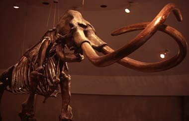 Alaska State Fossil | Woolly Mammoth