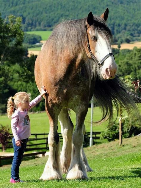 90 best images about Clydesdale horses on Pinterest | New babies, Beauty and Shire horse